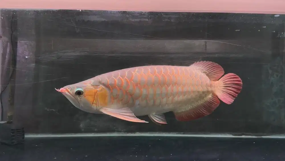 Ikan arwana super red sr 50cm