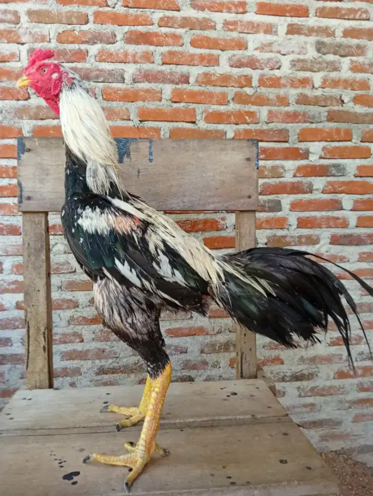 Ayam jantan Mangon