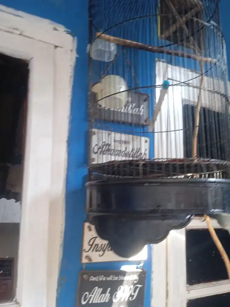 Kandang Lovebird Dabel Ring.