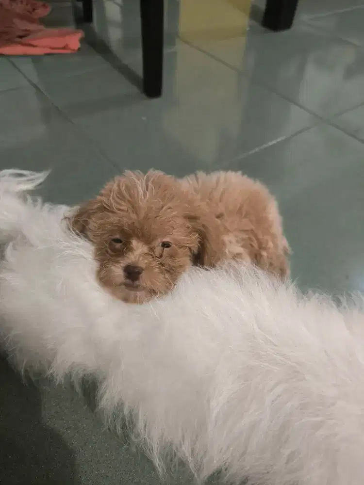 Di jual anak anjing shinpoo