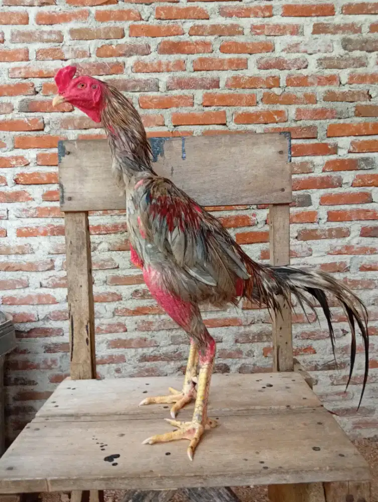 Ayam jantan bangkok
