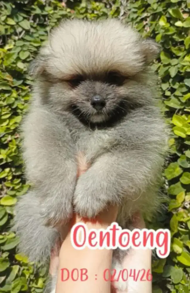 Anjing pom jantan