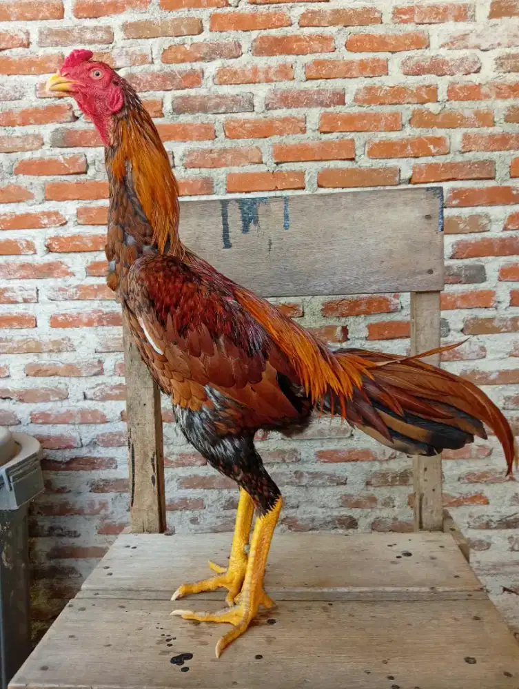 Ayam jantan Bangkok