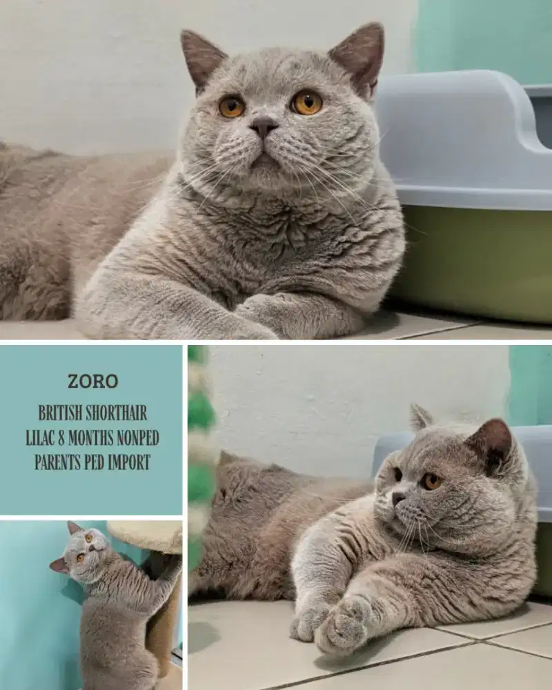 KUCING BRITISH SHORTHAIR LILAC 8BULAN JANTAN