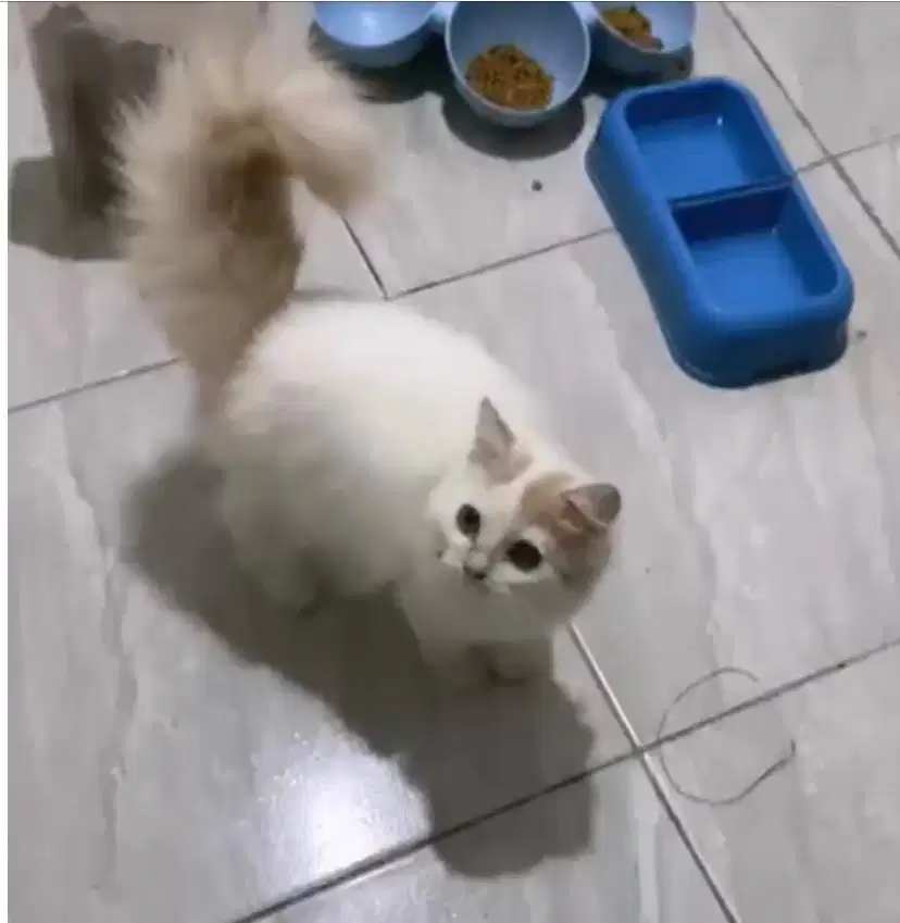 Kucing persia mix maincoon