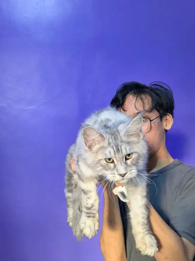 KITTEN ANAK MAINECOON 3BULAN NONPED SILVER