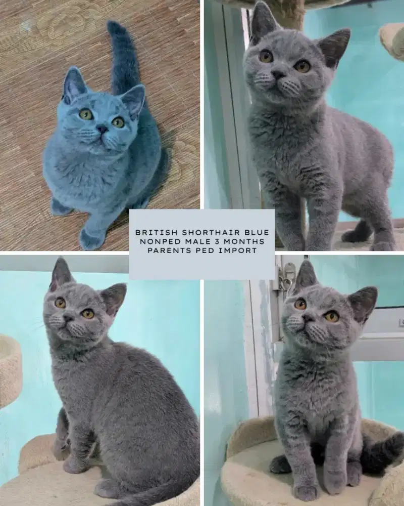KUCING KITTEN BRITISH SHORTHAIR BLUE SOLID NONPED