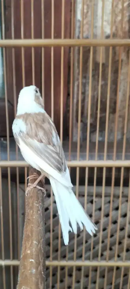 Burung kenari betina dara