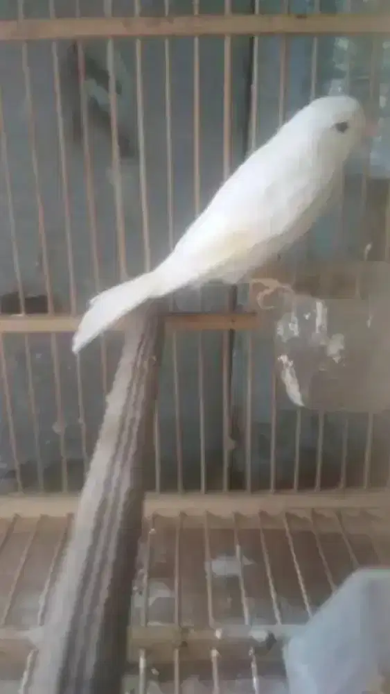 Burung kenari betina dara