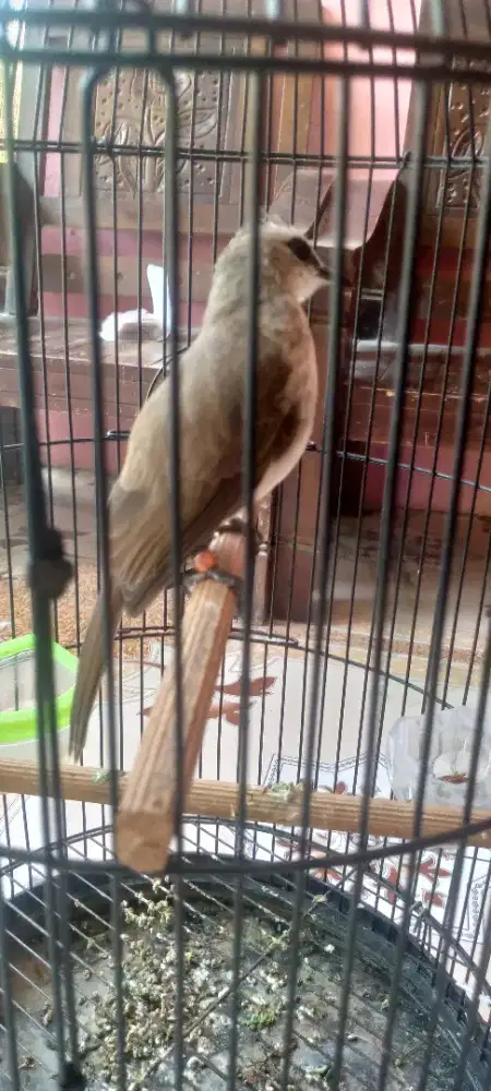 Burung trucukan