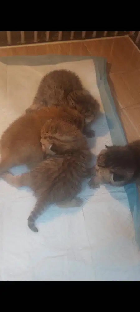 Kitten British Shorthair