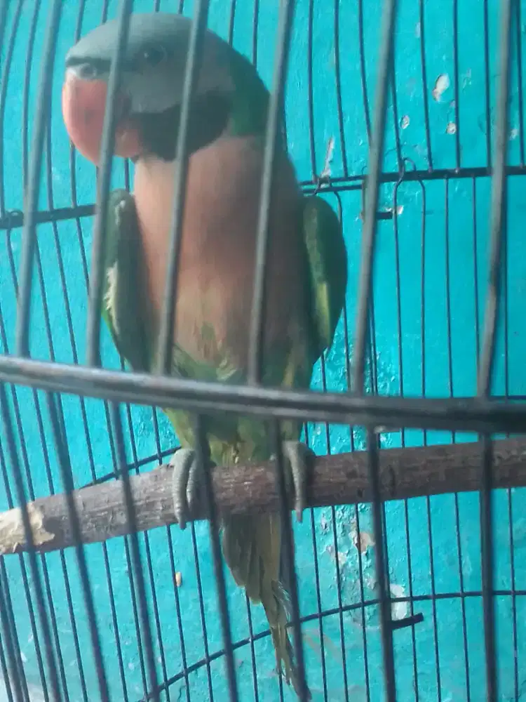 LOVEBIRD JOSAN MAPAN SEMI JINAK ANTENG JANTAN EKOR PANJANG ADA JALUNYA