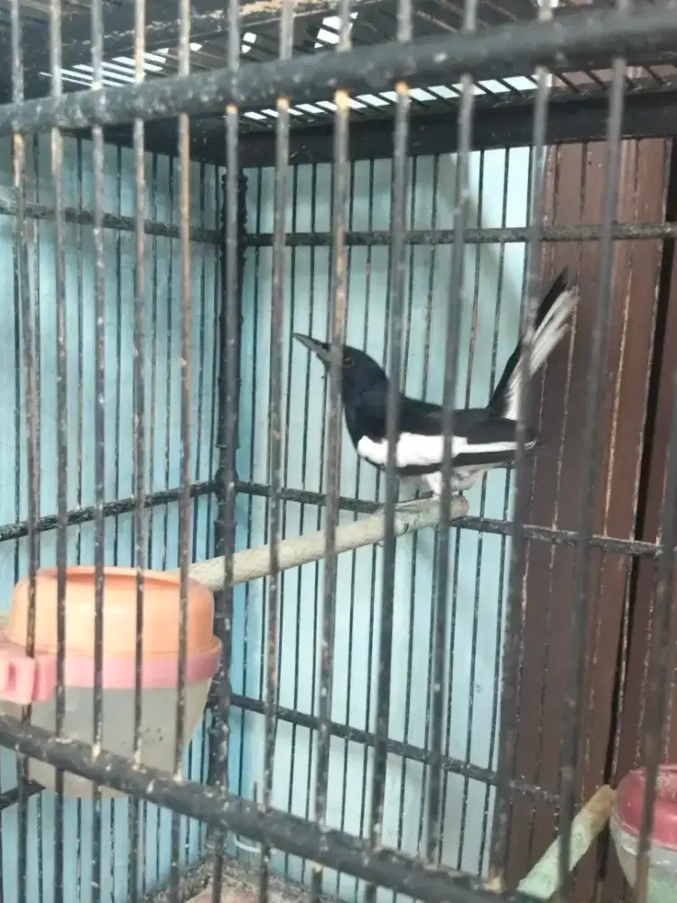 Kacer dada putih