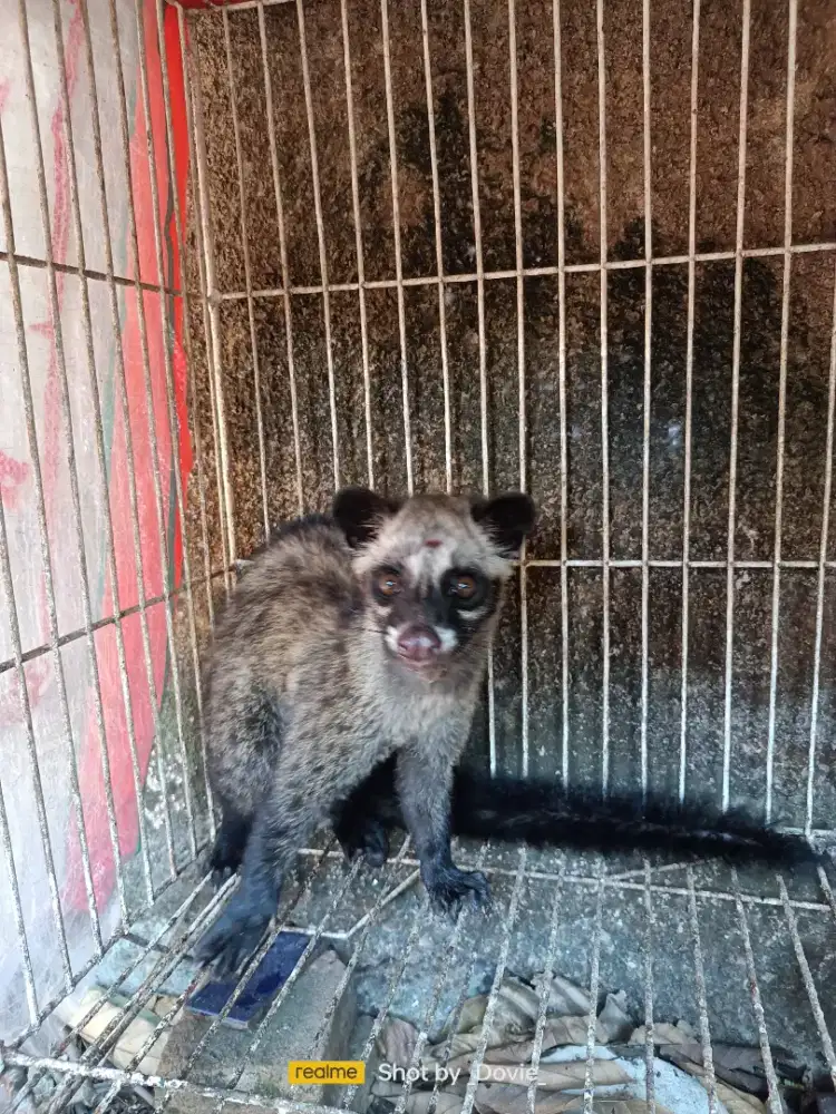 Musang masih anak