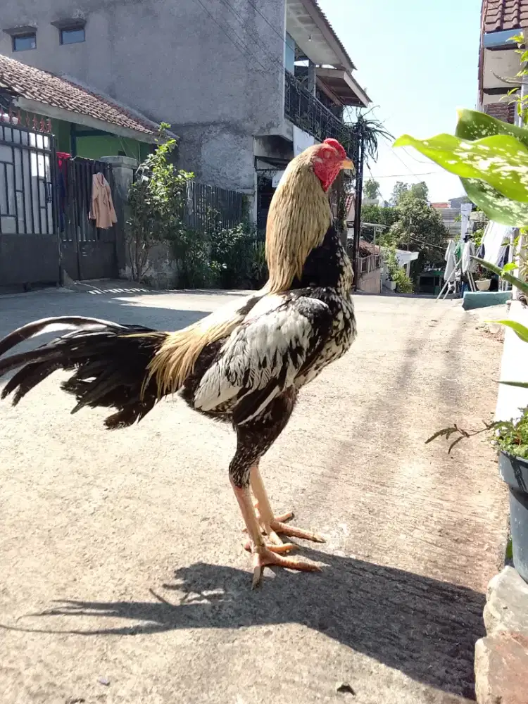 Ayam Bangkok Klasik