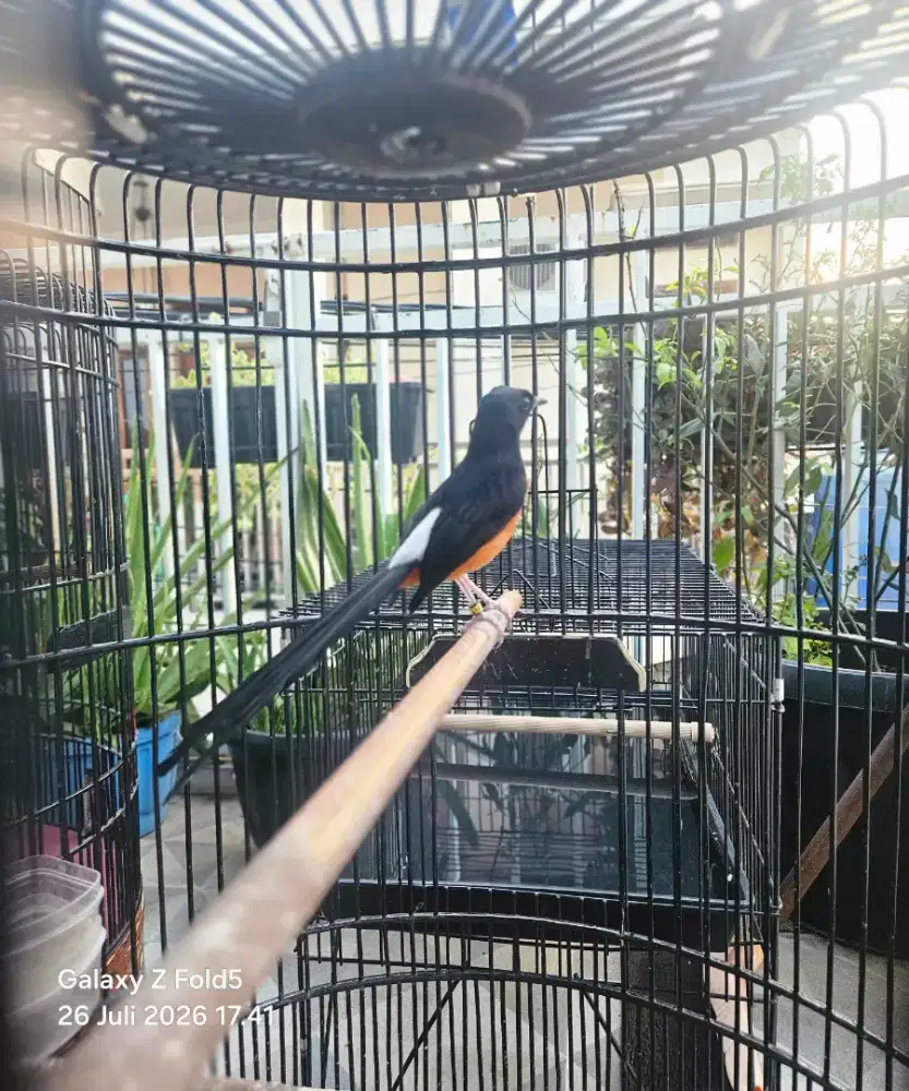 Murai Batu Ring Ternak