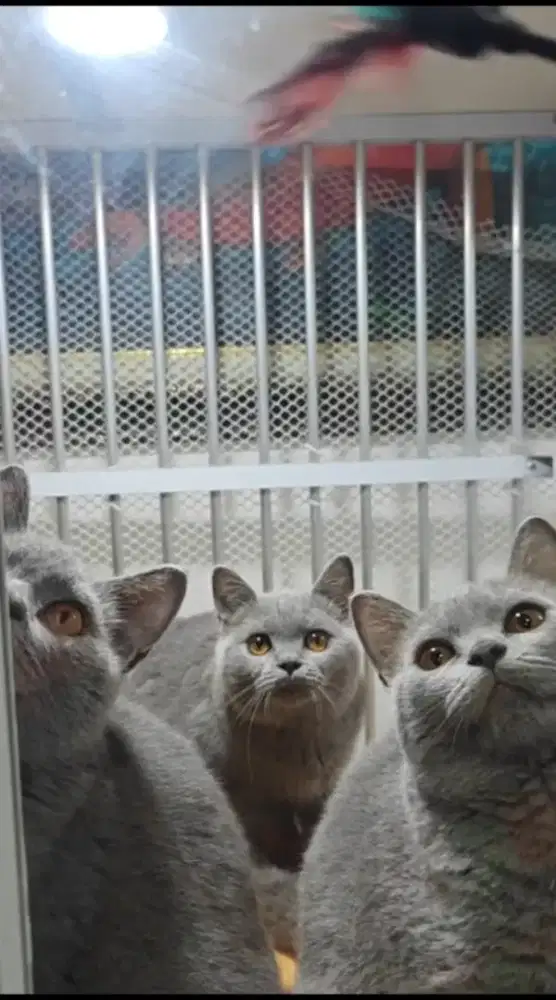Kucing british short hair good quality