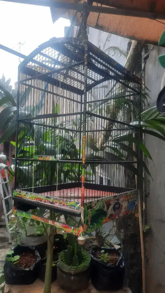 Muray batu trah hutan x larwo