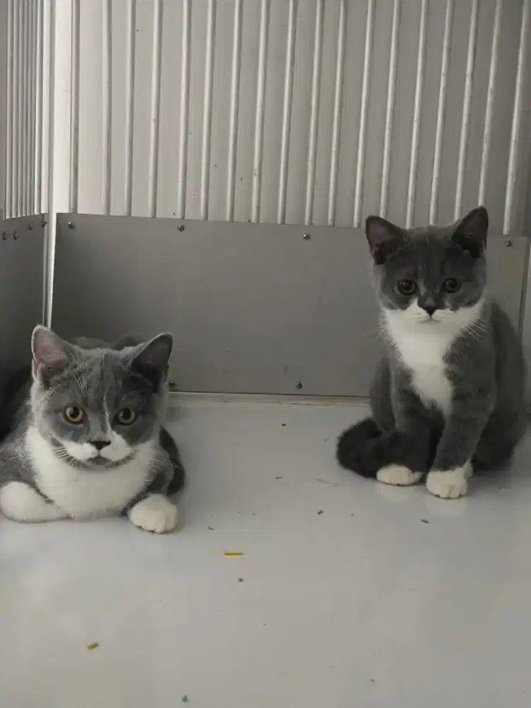 British shorthair (borongan 2 ekor)