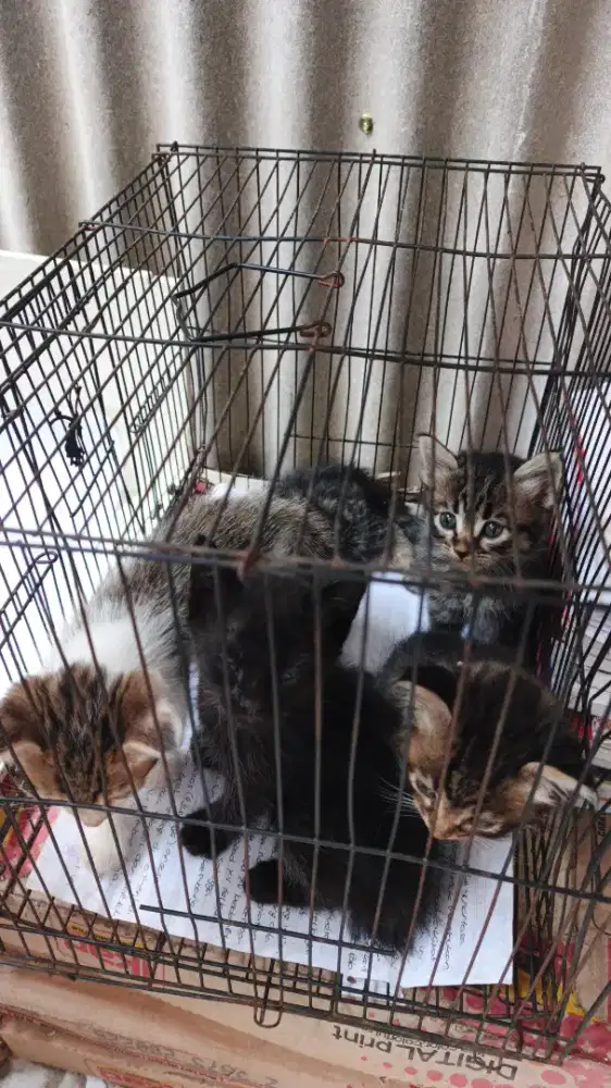 Free Adopsi 5 Anak kucing Mix Domestik
