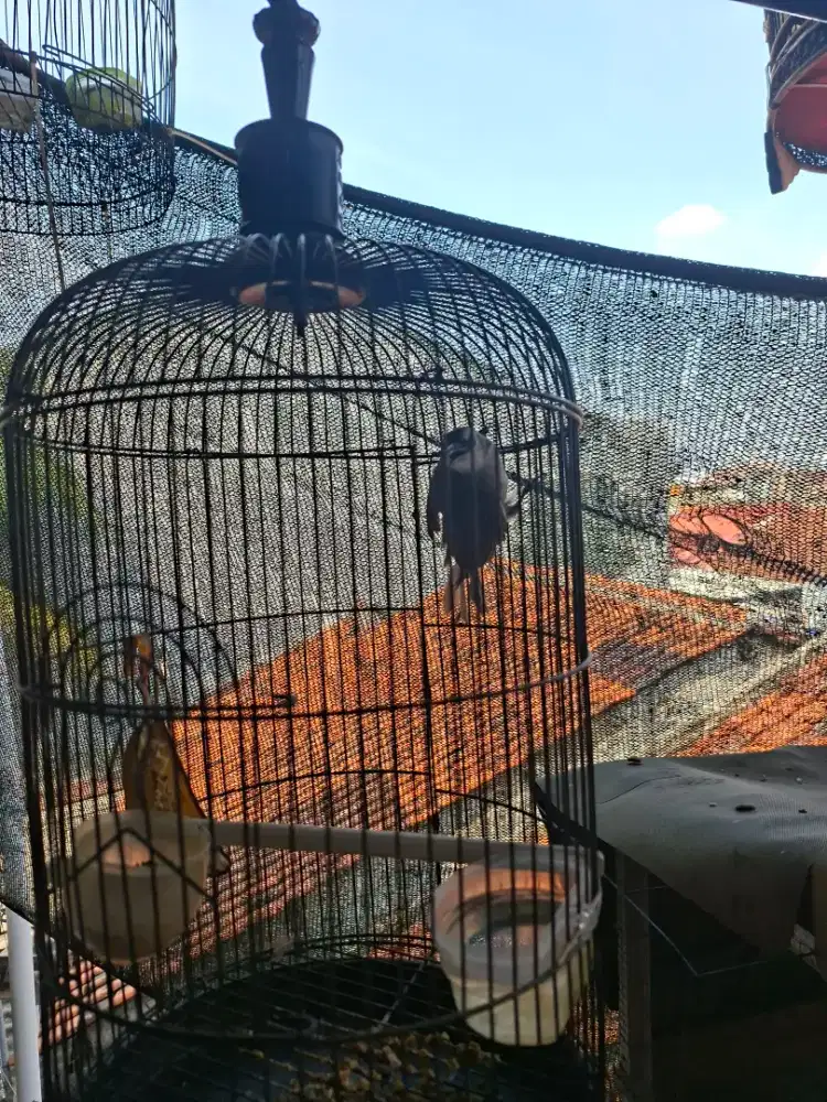 Burung trucuk + kandang