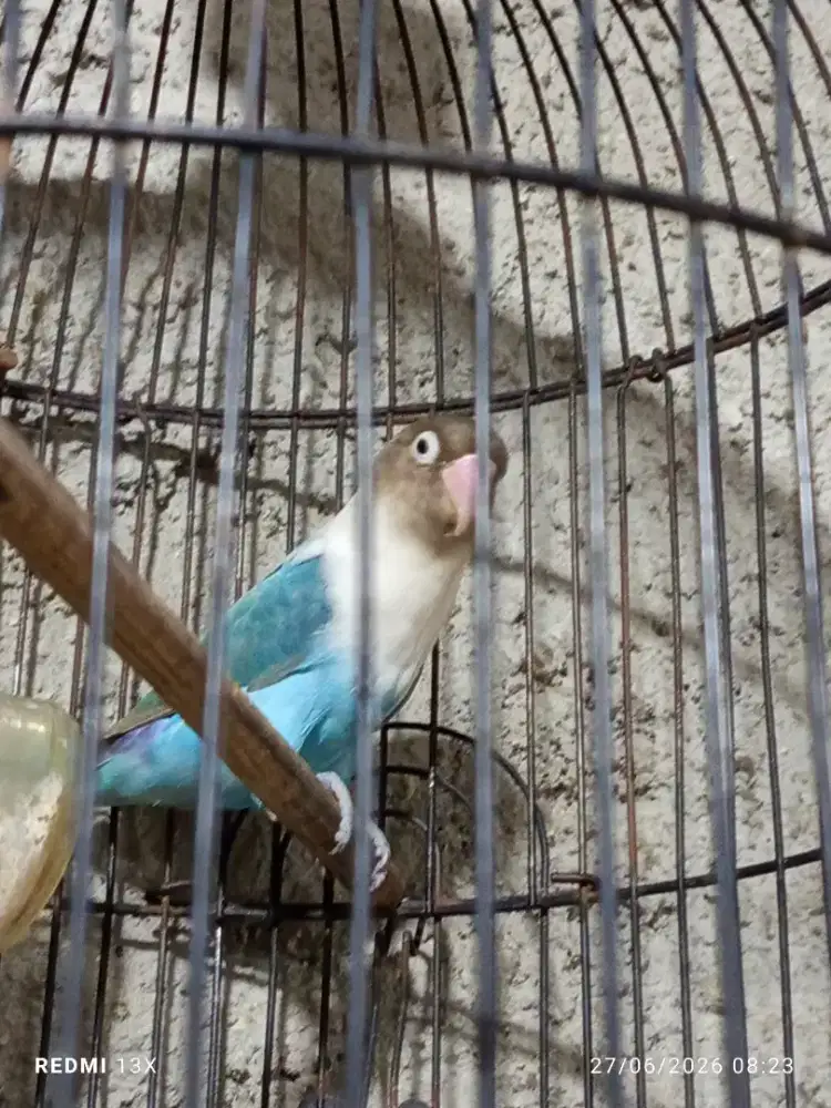Loveberd ngetik panjang