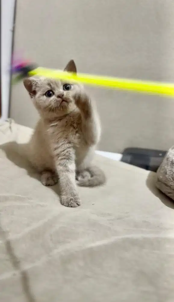 British Shorthair BSH