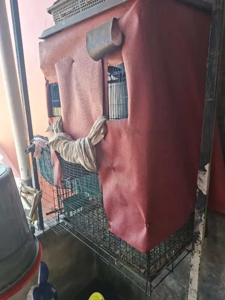 Burung kacer 1 pasang