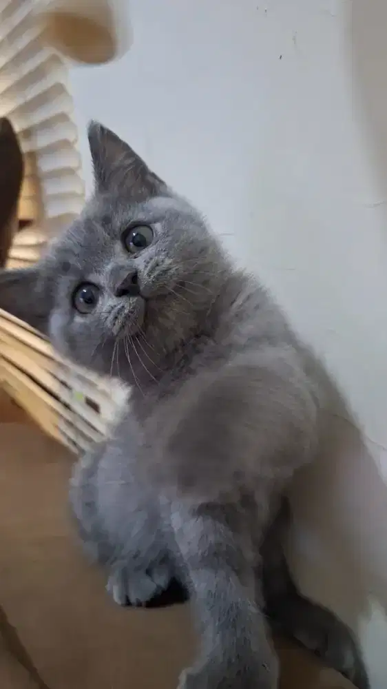 Pure BSH kitten Jantan
