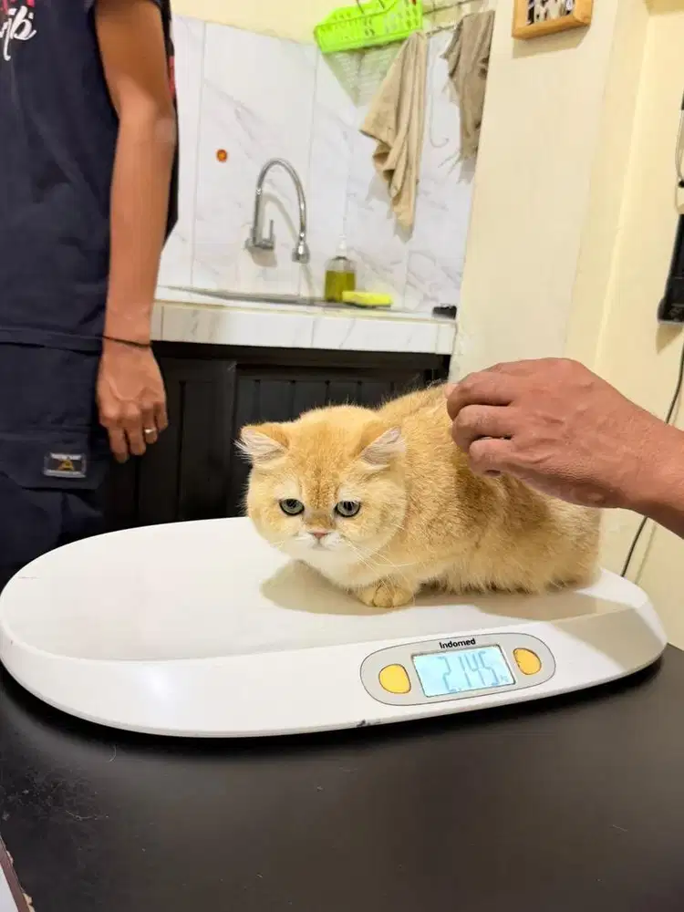 Kucing BSH Golden Import China NY12