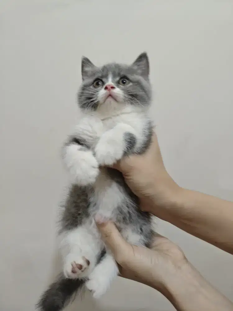 Kitten BSH Betina