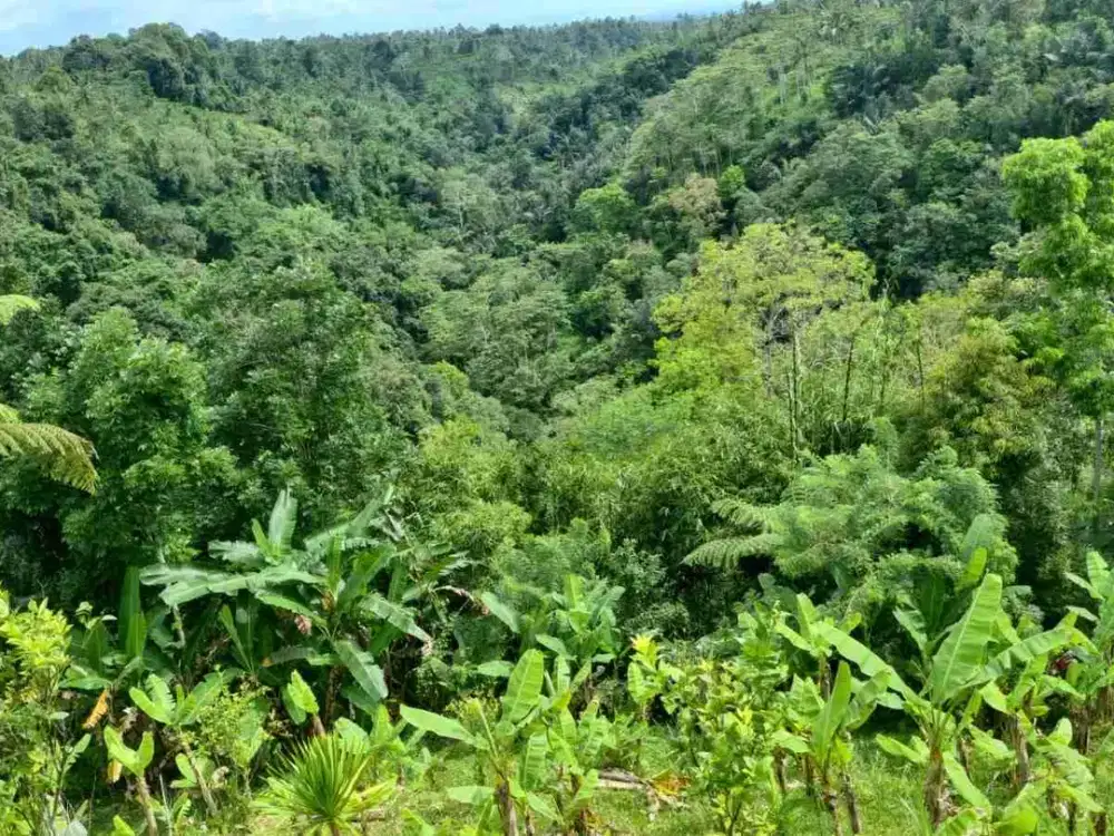 Tanah Los Sungai Full View Jungle Ubud Bali