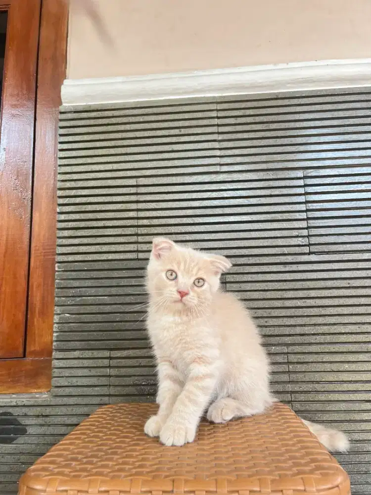 Kitten British Short Hair X Scottish Fold 2 bulan