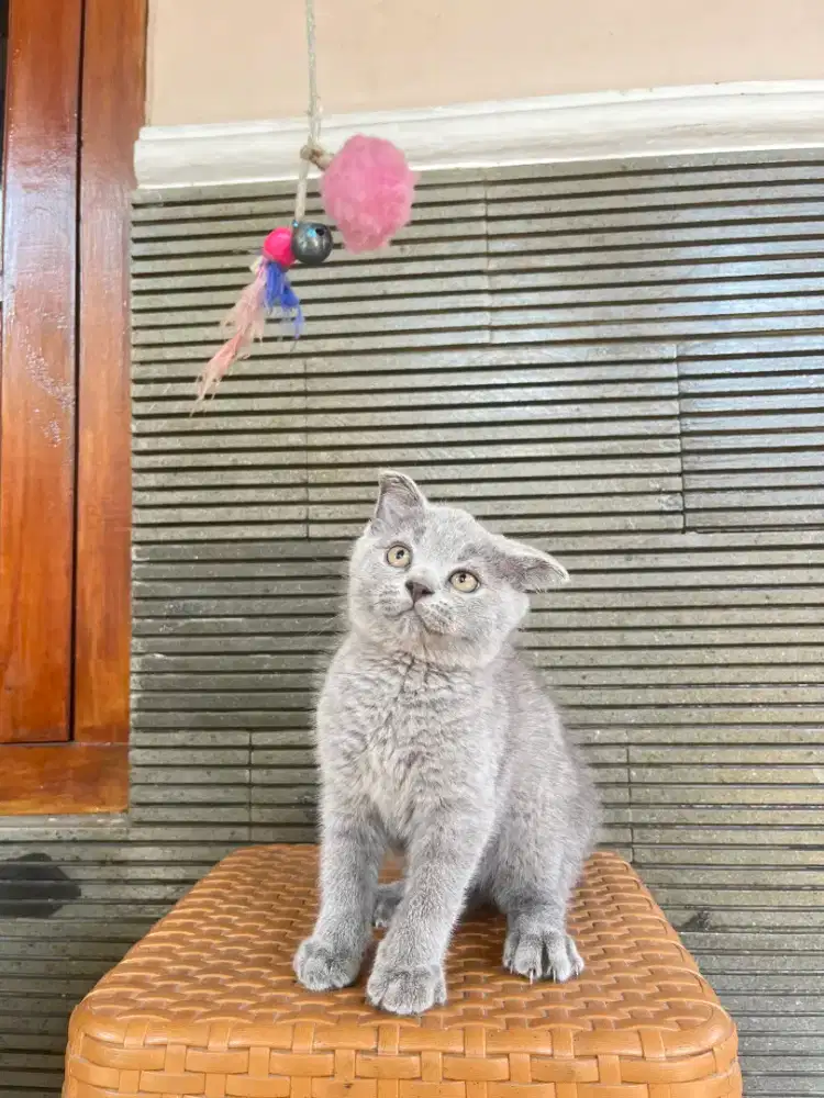 British Shorthair X Scottish Fold Kitten 2 bulan