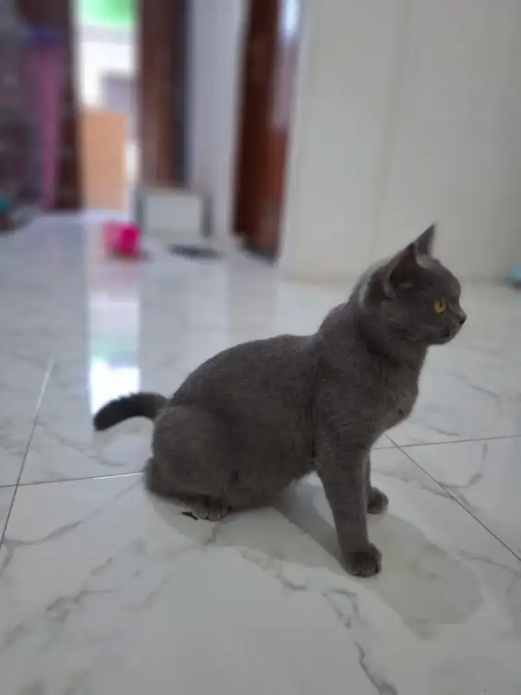 Kucing BSH British Shorthair Betina
