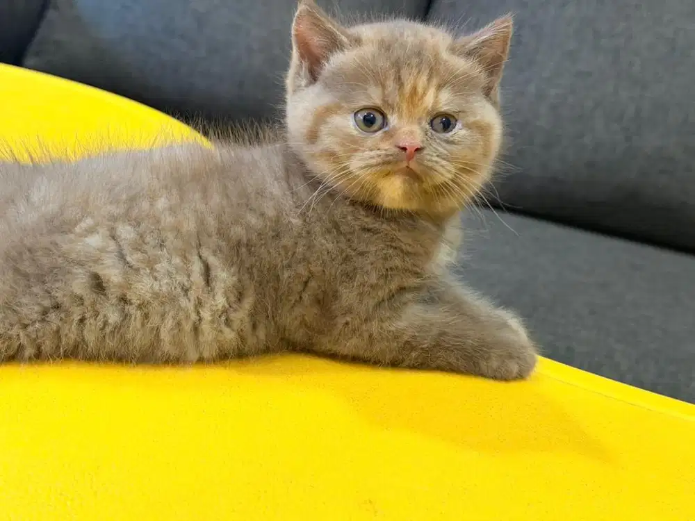 Bsh cinamon tortie