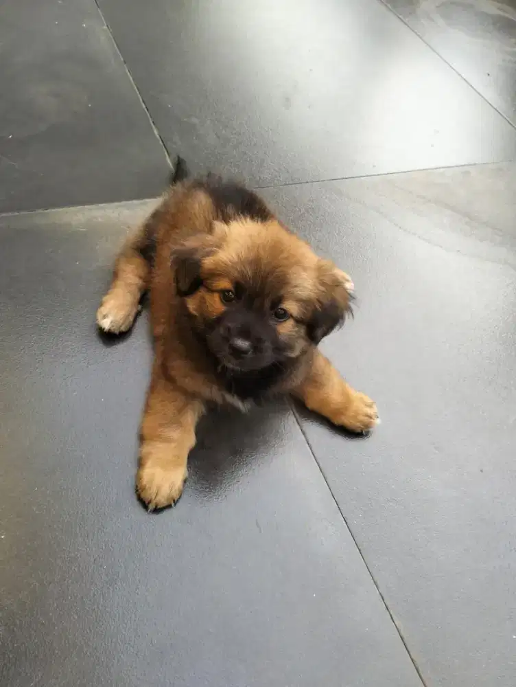 Puppy Pom mix Jantan