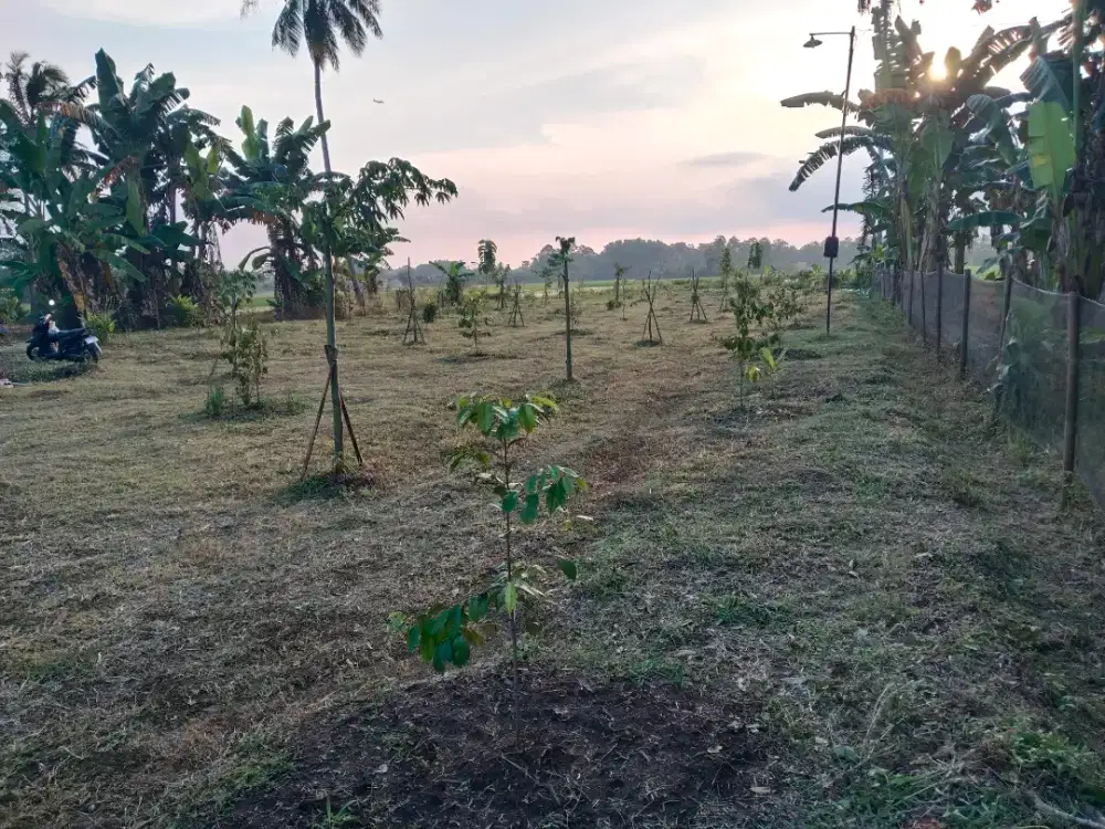 Dijual Tanah (Fajar Baru), Tanjung Laut Lampung Selatan