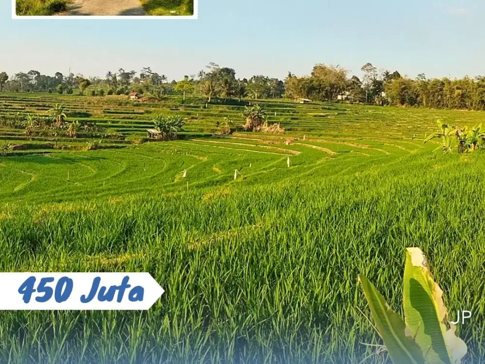 Dijual Sawah Produktif Di Karangpandan Karanganyar