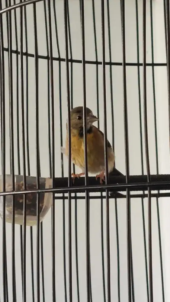 Redsiskin jantan