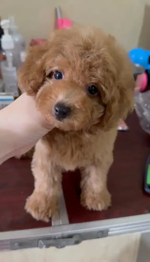 Tiny Poodle Betina