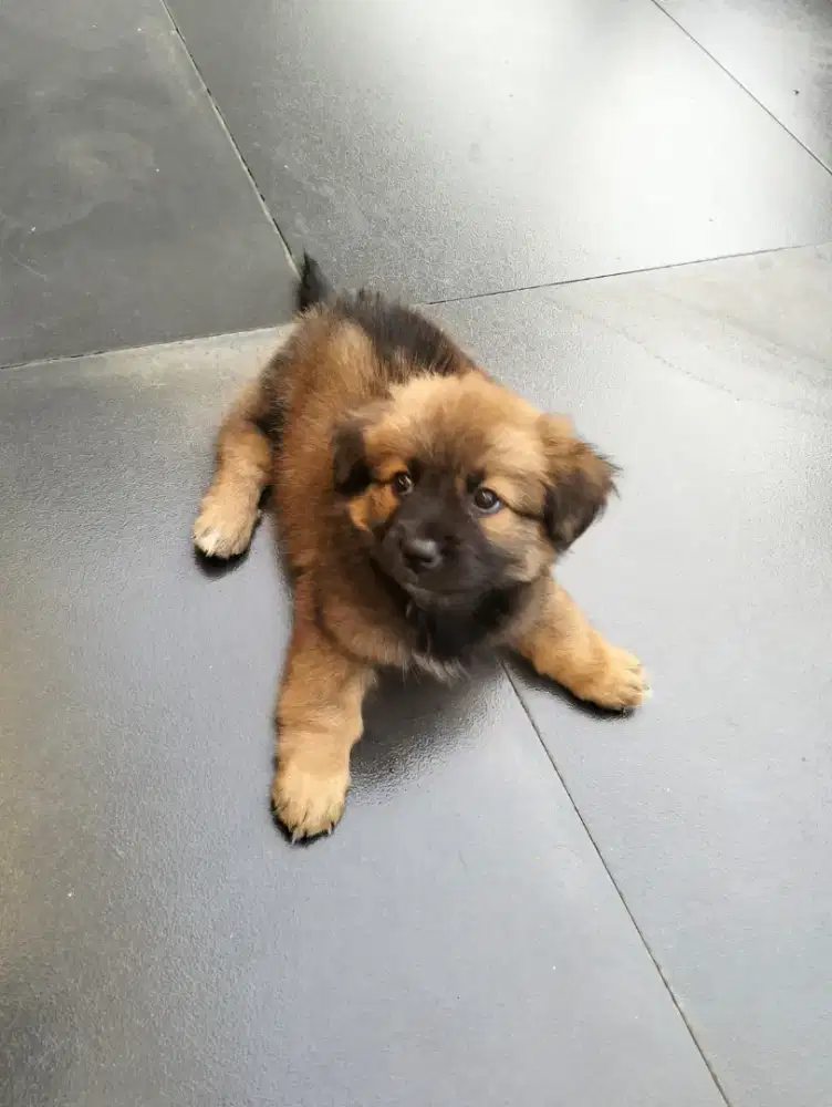 Anakan anjing pom Mix