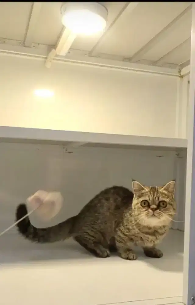 Kucing Munchkin Peaknose