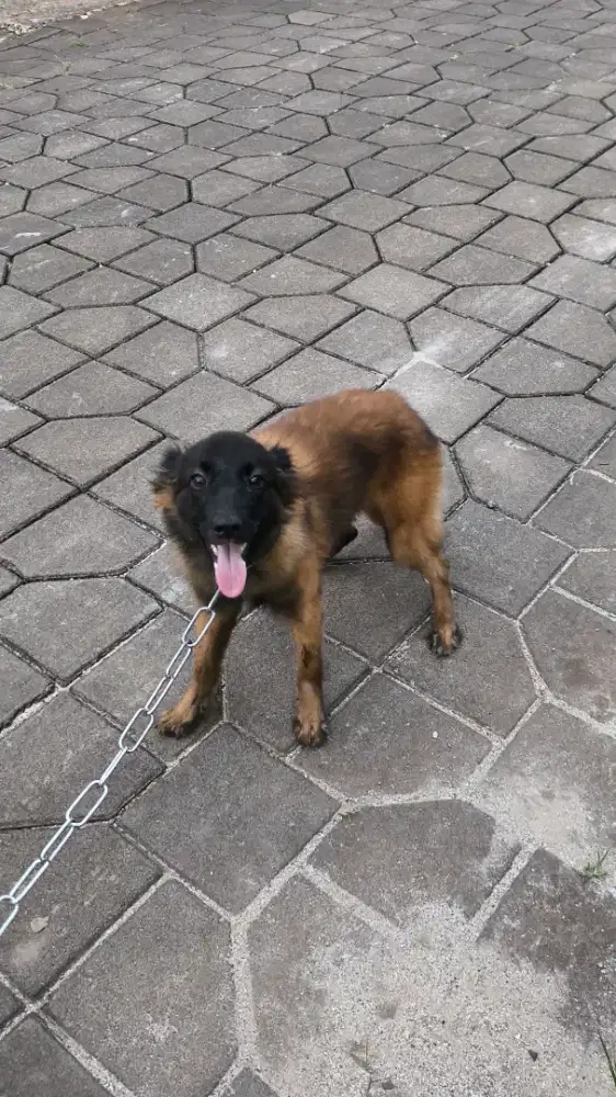 Anjing Belgian malinois