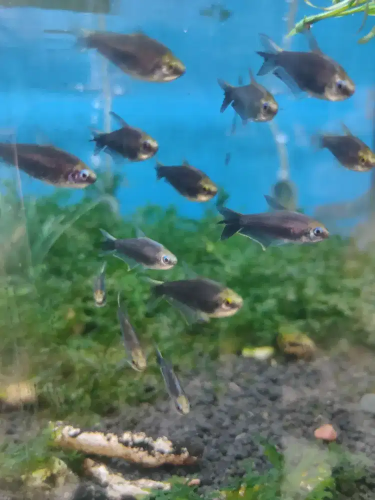 Ikan Black Palmery size M