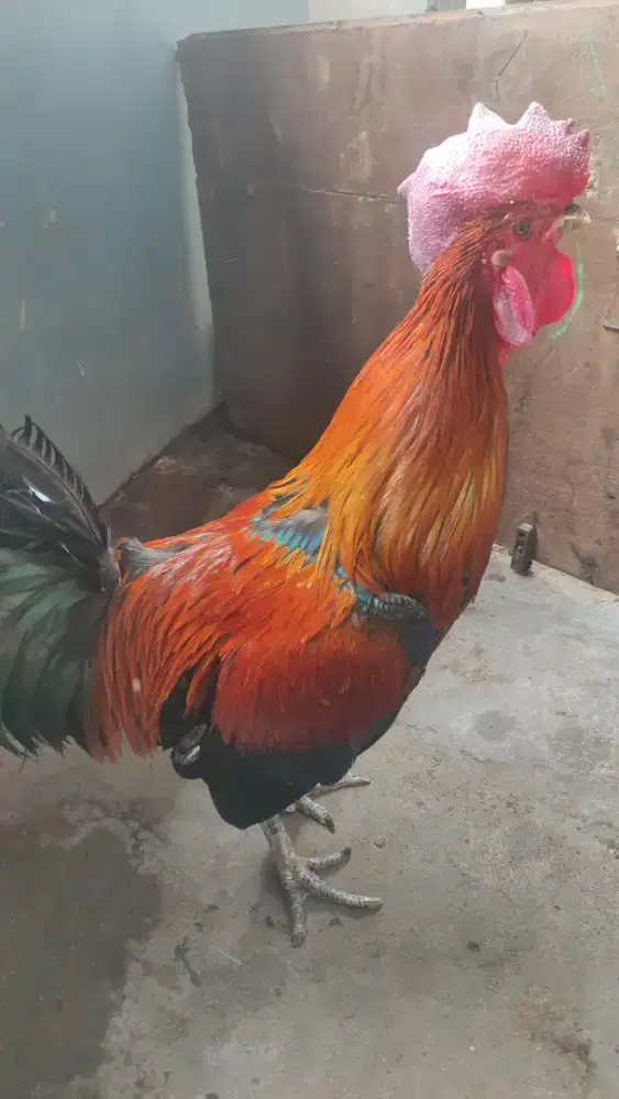 Ayam Jago Pelung