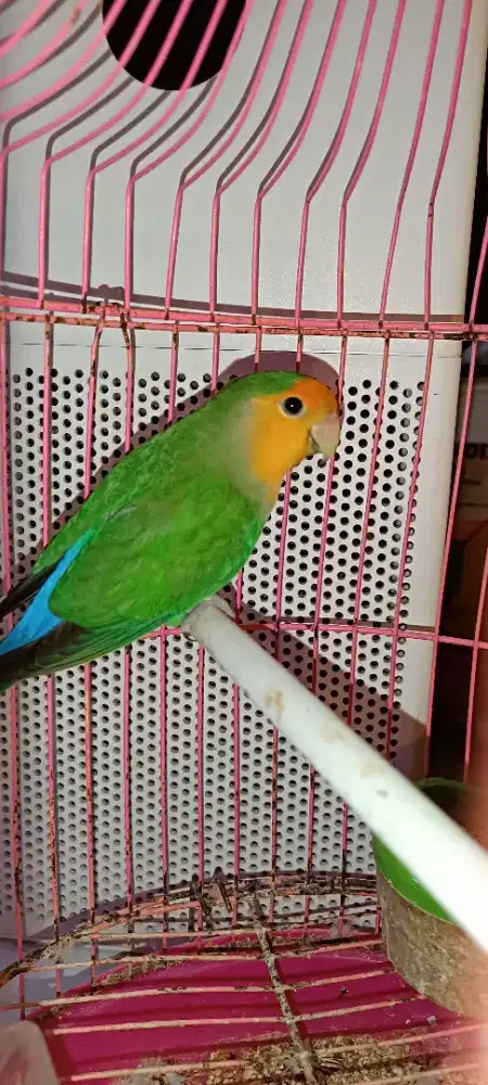 Lovebird NK orangeface