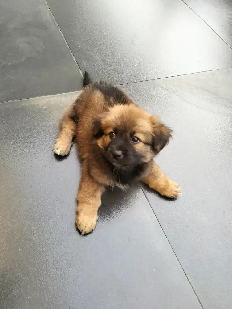 Anak anjing Pom Mix Murah