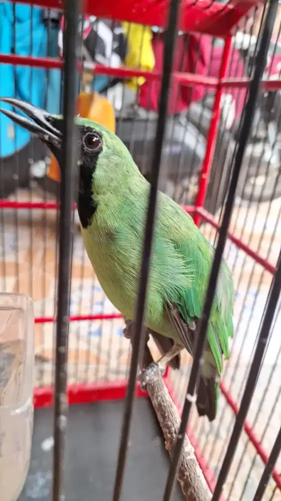 Muray ijo usia mapan