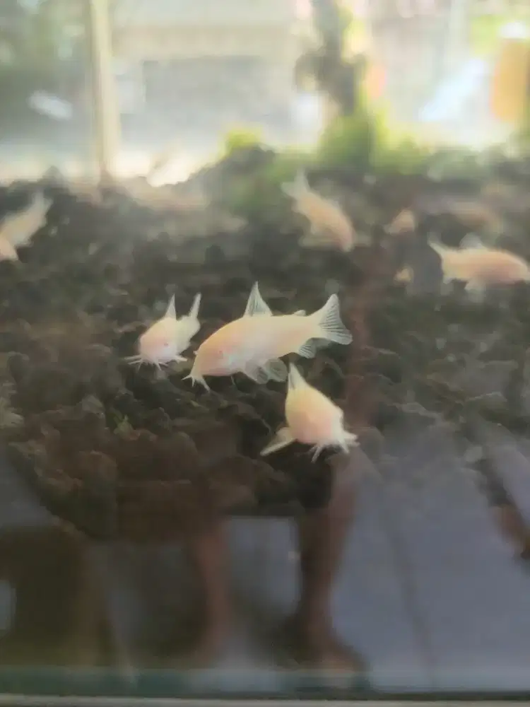 Ikan corydoras Albino